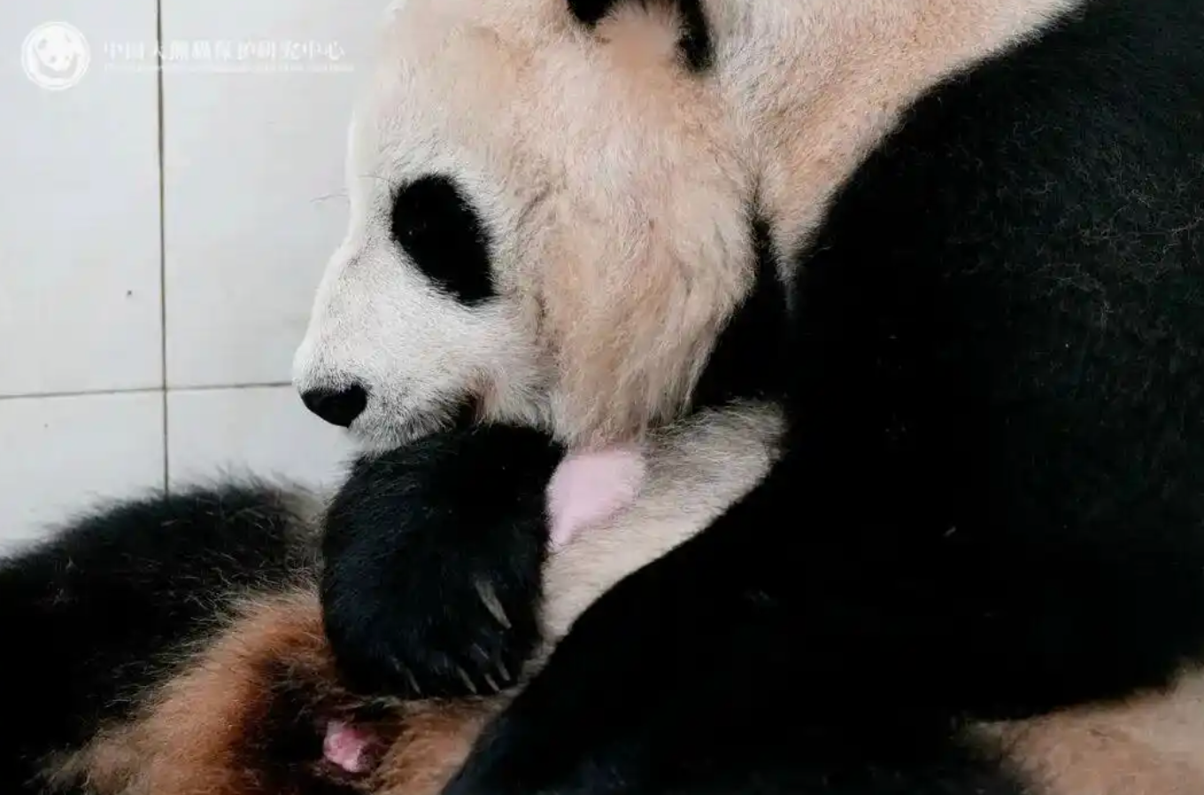 张本智和模仿樊振东模仿姆巴佩